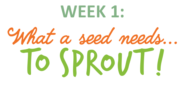 Week 1: What a seed needs to sprout