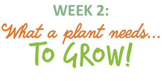 Week 2: What a plant needs to grow