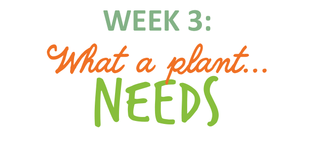 Week 3: What a plant needs