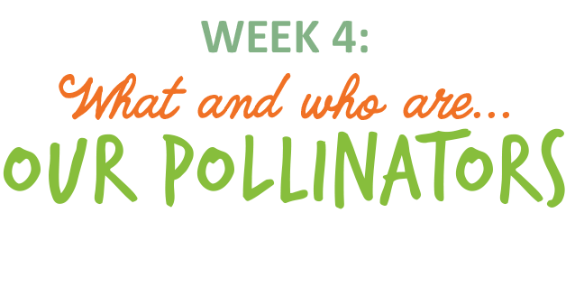 Week 4: What and who are our pollinators