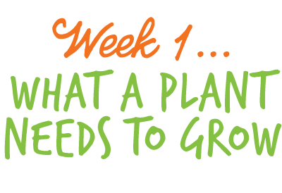 Week 1: What a plant needs to grow